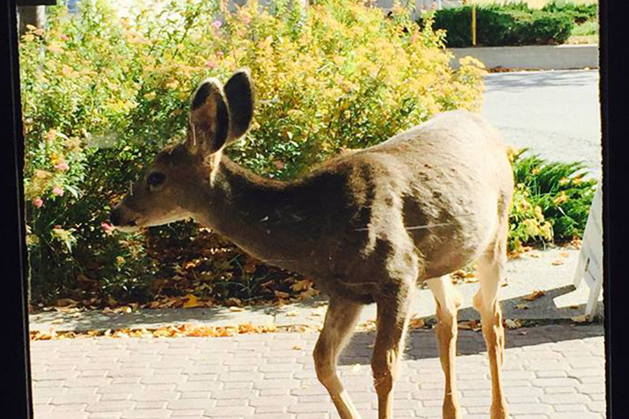 Oh look, it's a deer at our Princeton office!
